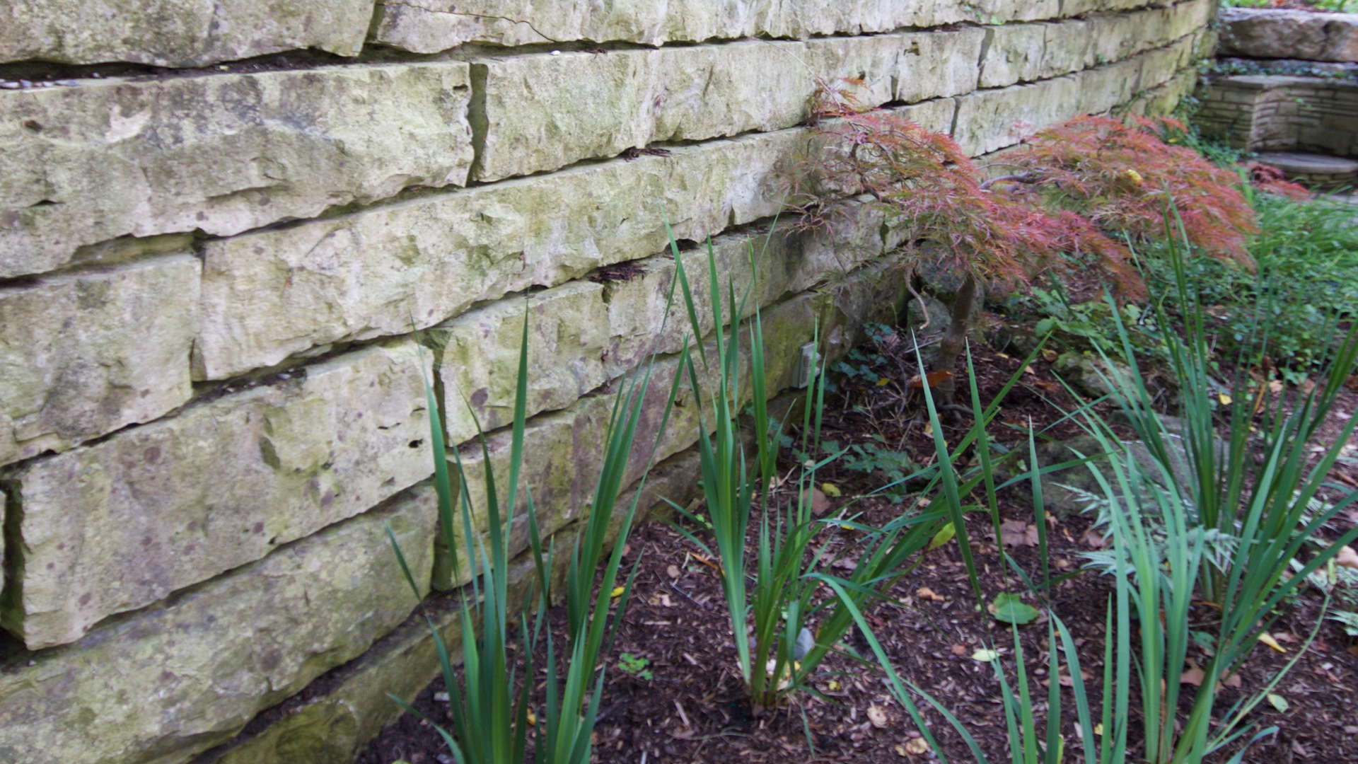 Natural gardens with japanese maple tree pine mulch, and grasses. Traditional stonework / hardscaping project in London Ontario. A retaining wall.