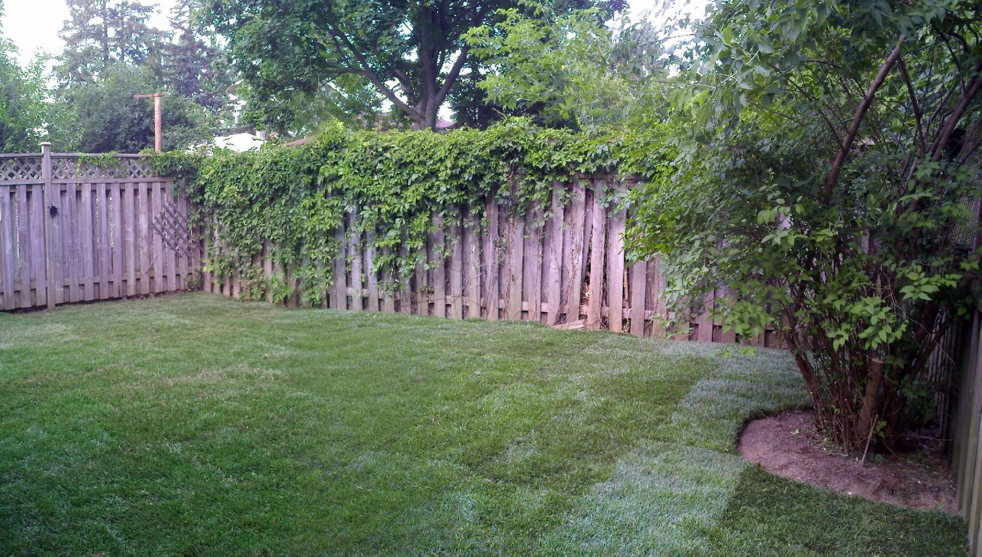 An after photo: backyard cleanup, a landscaping project in London Ontario.